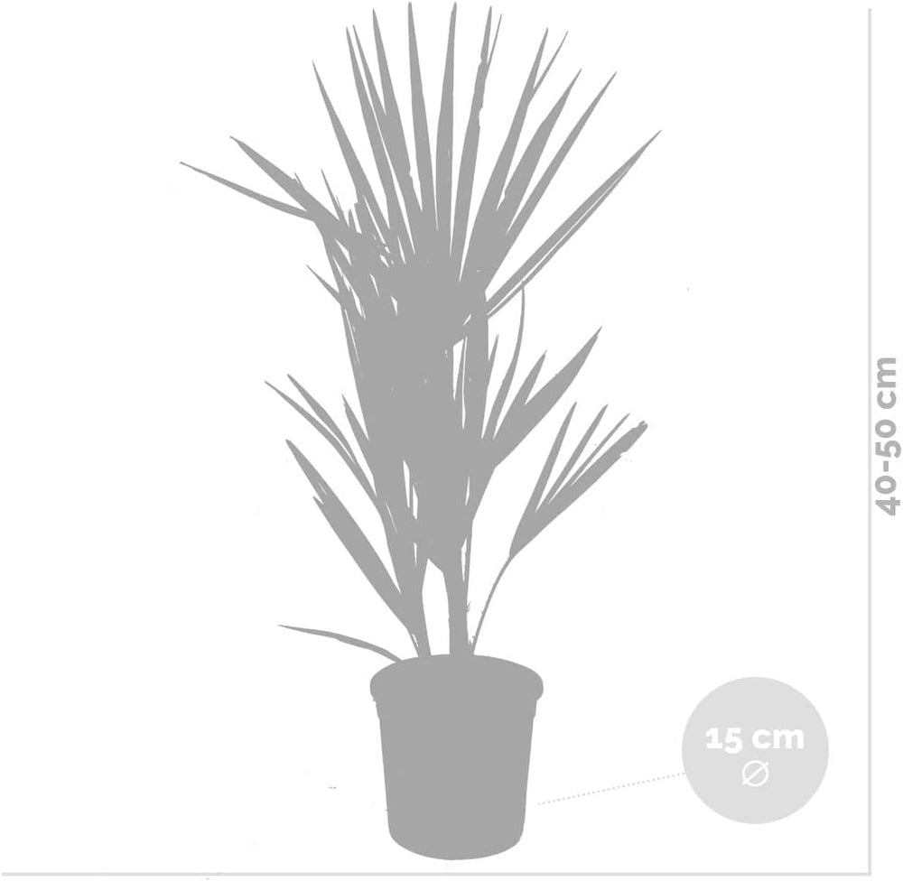 Bloomique - 2Er Set - Chamaerops Humilis - Europäische Zwergpalme - Palmen Winterhart Draußen - Höhe 50-60 Cm - Topf 15 Cm