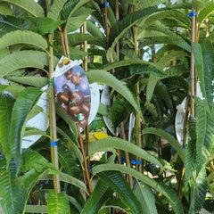 Eurokastanien Japanisch Sorten Bouche De Betizac - Obstpflanze Auf Blumentopf 15 - Baum Max 120 Cm – 2 Jahre Anbau Italien