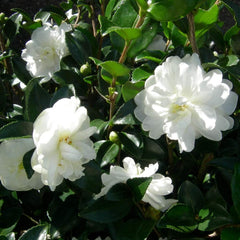 Ensemble de 3 Camellia Gardeners Dream (rouge, blanc et rose) – Arbustes à fleurs à feuilles persistantes – Plantes de jardin rustiques – Plantes de balcon rustiques – Plantes en pot rustiques