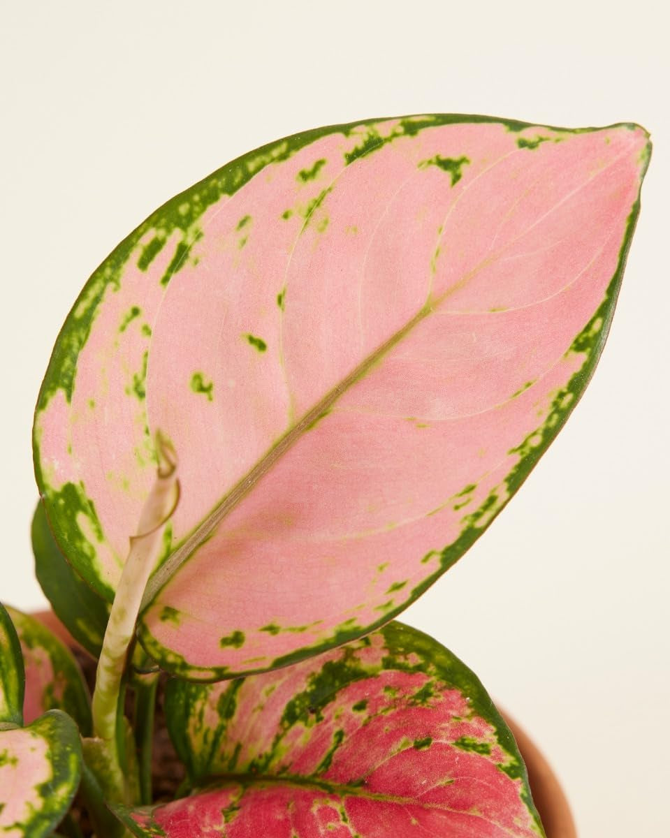 Aglaonema Pink Princess - Zimmerpflanze - Zimmerpflanzen, Pflanzen Echt, Nachhaltige Verpackung - 12Cm Topf - Höhe 30Cm - Direkt Von Der Gärtnerei