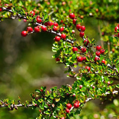 Teppichmispel, Herbstblumen Winterhart Bodendecker Cotoneaster Dammeri, Schnell Wachsende Sträucher Kaufen Geschenke Für Gärtner Exotische Seltene 120Samen