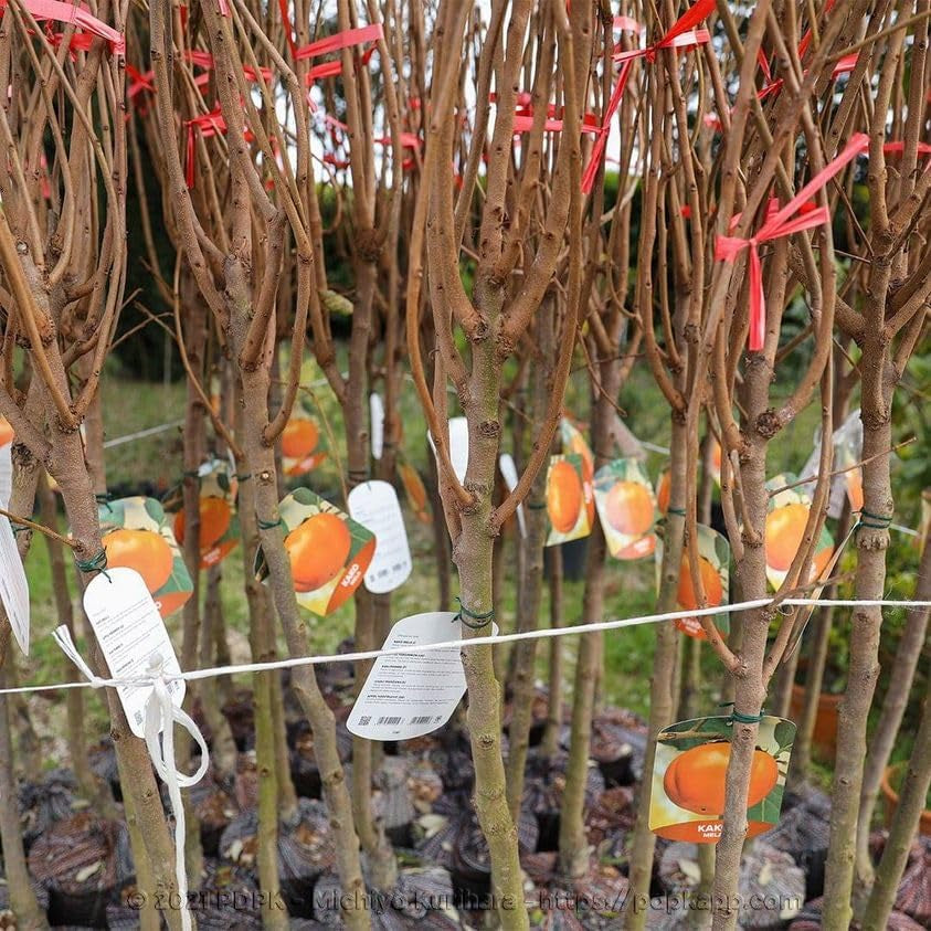 Kakibaum — Apfelkhaki – Alte Sorte, Obstpflanze Auf Topf 26 Cm — Max. Höhe 160 Cm — 4 Jahre Alt — Italienische Baumschule