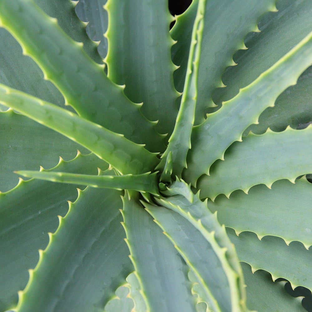 , Echte Aloe Vera, 12Cm Topf, Ca. 20 - 30 Cm Hoch, 2 Pflanzen