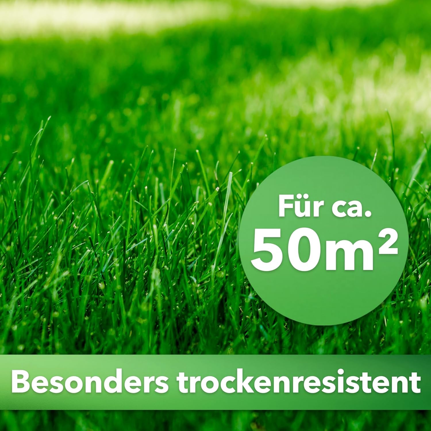 Hesa Schattenrasen RSM 7.4, 1Kg Für Ca 50 M², Premium Rasensamen, Zierrasen Für Schatten, Halbschatten Und Auch Vollsonne, Grassamen in Profiqualität