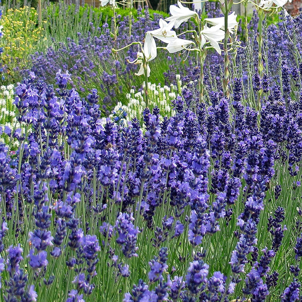 Plantes odorantes - Samenset mit 6 prachtvoll duftenden Blühpflanzen