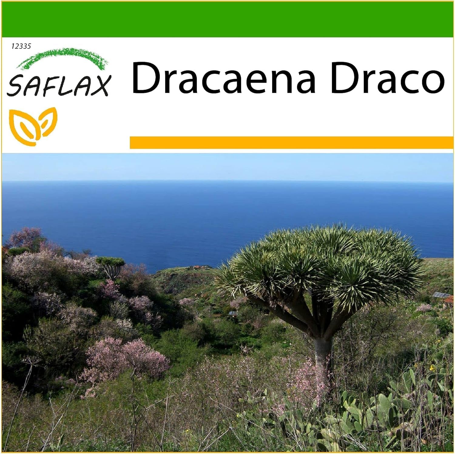 SAFLAX - Drachenbaum - 5 Samen - Mit Keimfreiem Anzuchtsubstrat - Dracaena Draco