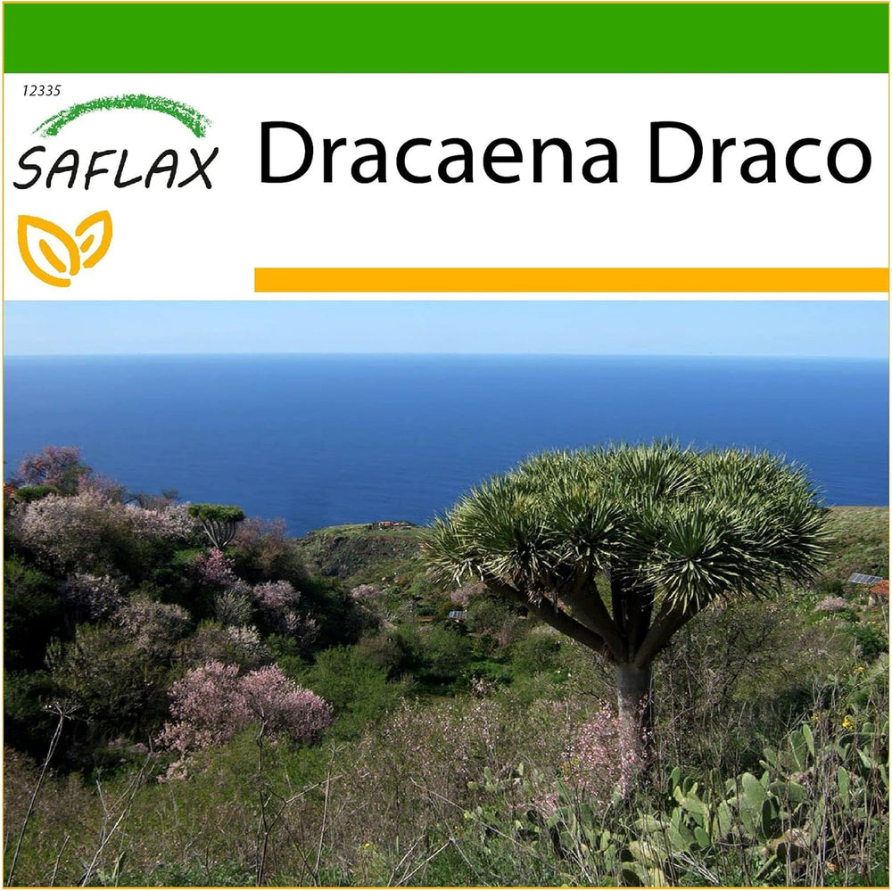 SAFLAX - Drachenbaum - 5 Samen - Mit Keimfreiem Anzuchtsubstrat - Dracaena Draco