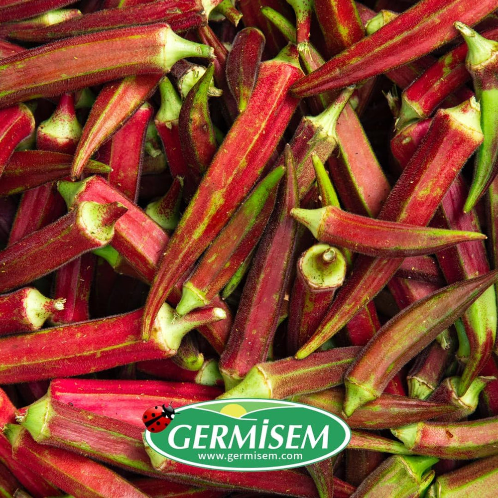 Okra BURGUNDY RED