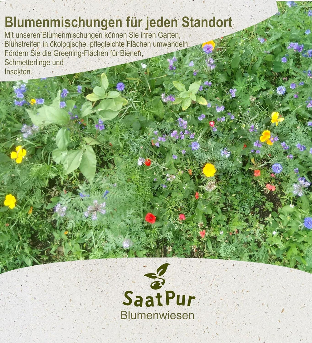50-75 M² Schmetterlingswiese 0,5 Kg (Ohne Gras, Mit Saathelfer) – Für Sandige Standorte 500G Wildblumenmischung Blumenmischung