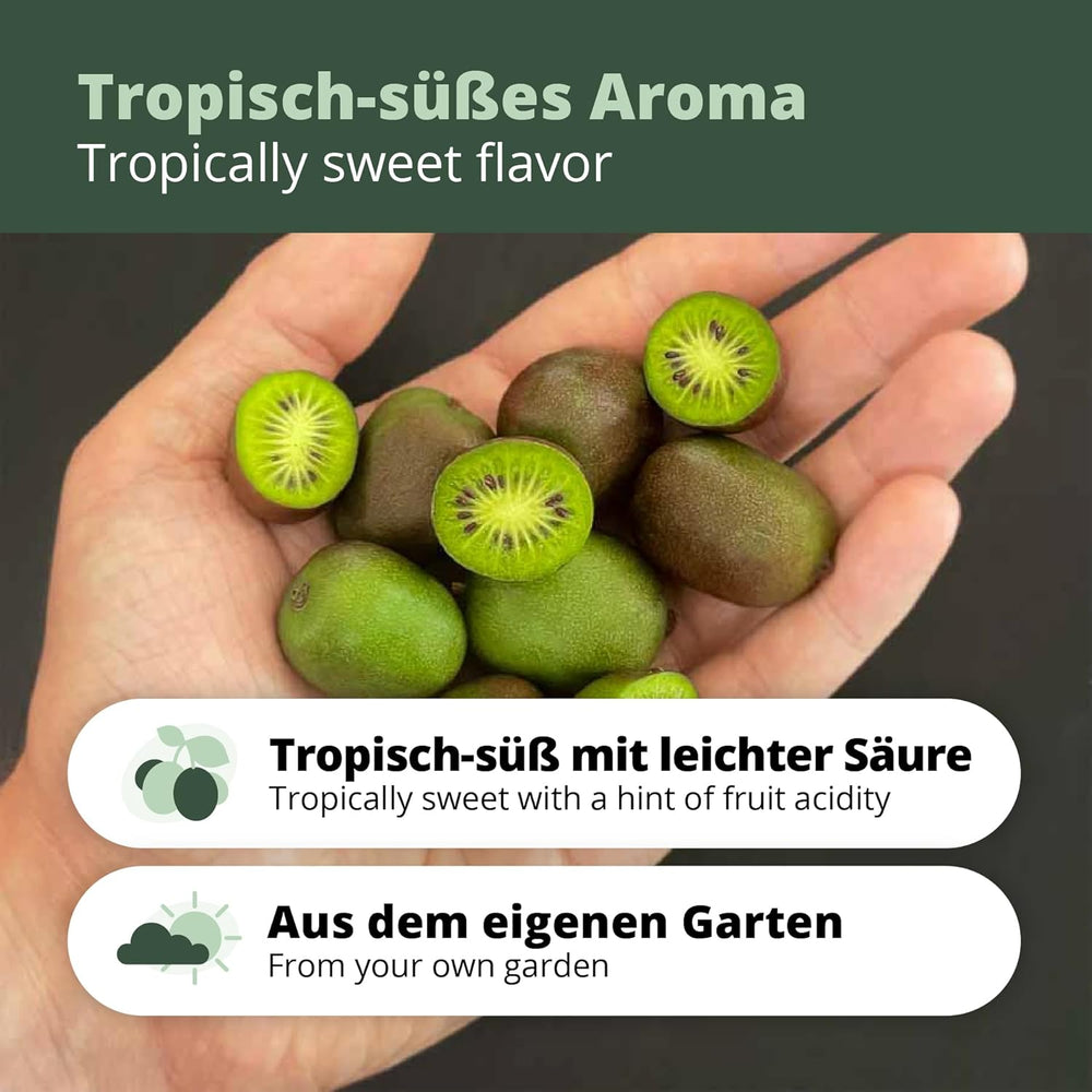 Kiwiri'S Kiwibeeren Duo - 2 Kiwipflanzen (Actinidia Arguta) - Mini Kiwi - Sortengarantie Direkt Vom Züchter