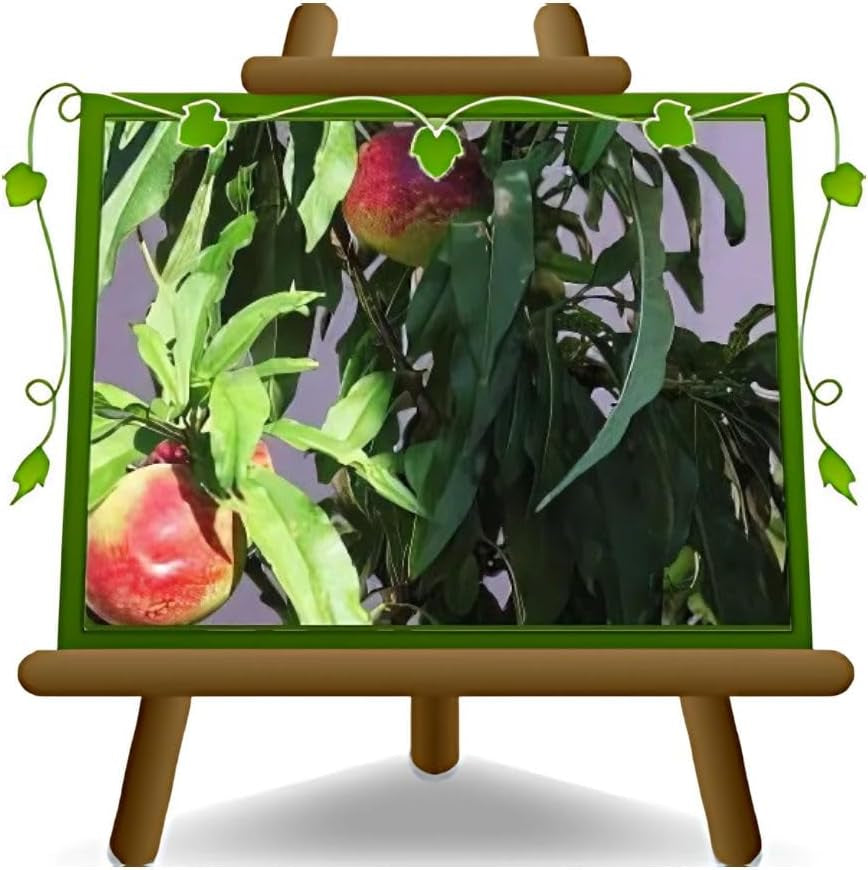 Zwergpfirsich - Obstpflanze Auf Blumentopf 20 - Baum Max 170 Cm – 2 Jahre Anbau Italien
