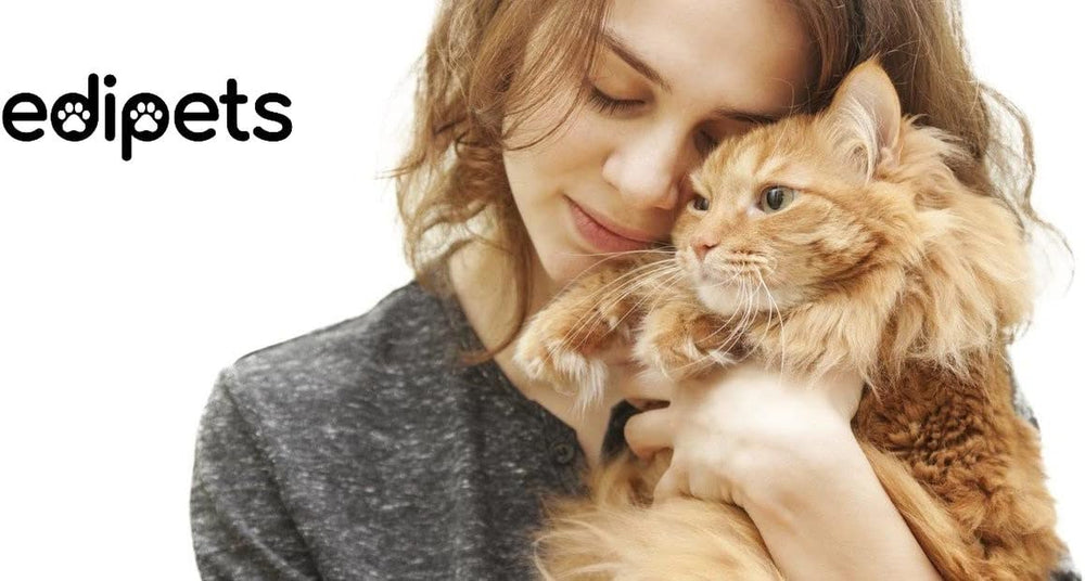 Edipets, Katzennapf erhöht, Einzel oder Doppel, Antischlingnapf, Erhöchte, für Hund und Katze (Transparent)