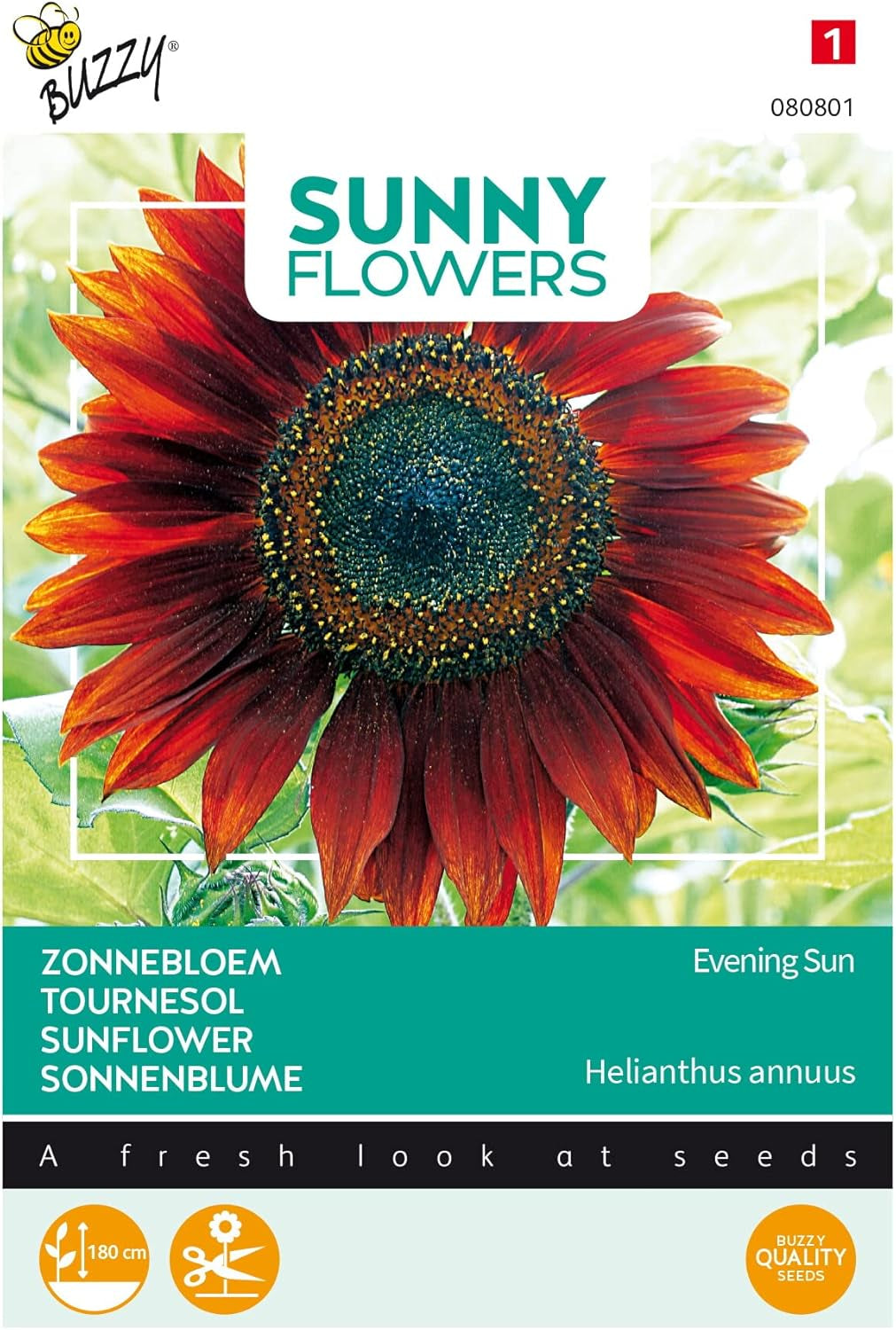 Fleurs ensoleillées, tournesols, soleil du soir