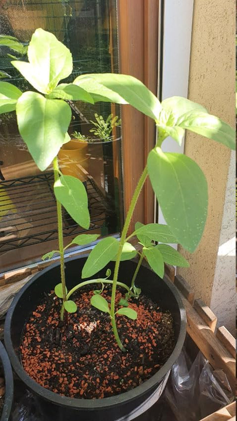 Kit cadeau de culture de plantes - Tournesol Sunset, comprenant des pots, un substrat et des instructions de culture
