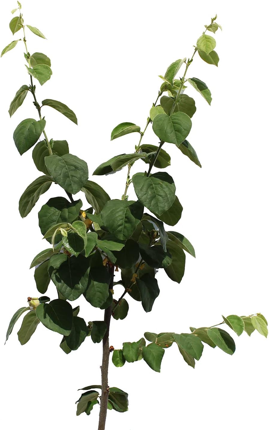 KENTIS – Quittenbaum – Quitten Pflanzen – Echte Outdoor Pflanzen – Garten Obstbaum – Obstpflanzen – Topf Ø 28 Cm