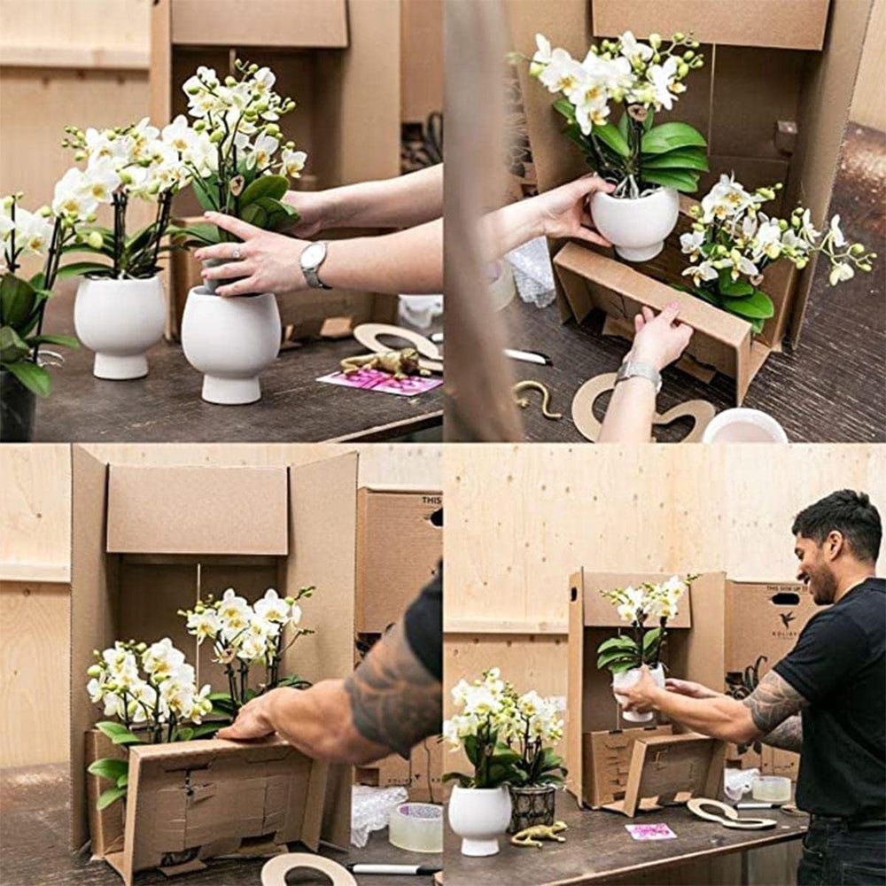 Kolibri Orchids | Lila Phalaenopsis-Orchidee - Morelia + Diamant-Dekotopf Gold - Topfgröße Ø9Cm - 35Cm Hoch | Blühende Zimmerpflanze - Frisch Vom Züchter