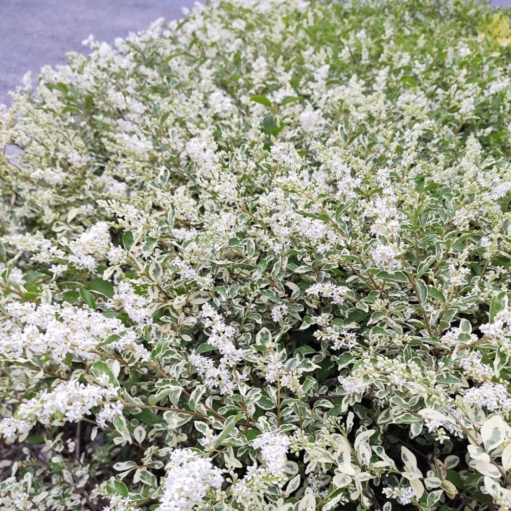 Liguster, Ligustersamen Winterharte Garten Deko Liguster Gartenblumen Sträucher Winterhart Blühend Schnell Wachsende Sträucher Gartenpflanzen Winterhart Mehrjährig Garten Bonsai Herbst 400Samen