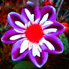 Lebende Pflanzen,Mehrjährige Blumenzwiebel ist winterhart, Winterhart pflanzen, Mysteriöse magische Glühbirne, Blumenzwiebel Mix-4 Oxalis Triangularis Blumenzwiebeln