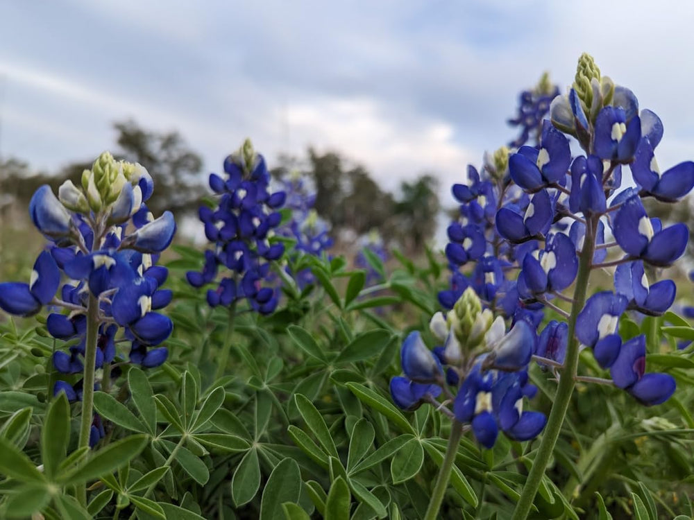 1000 graines de lupin mélangent un engrais bleu blanc jaune pour fleurs sauvages, abeilles et papillons