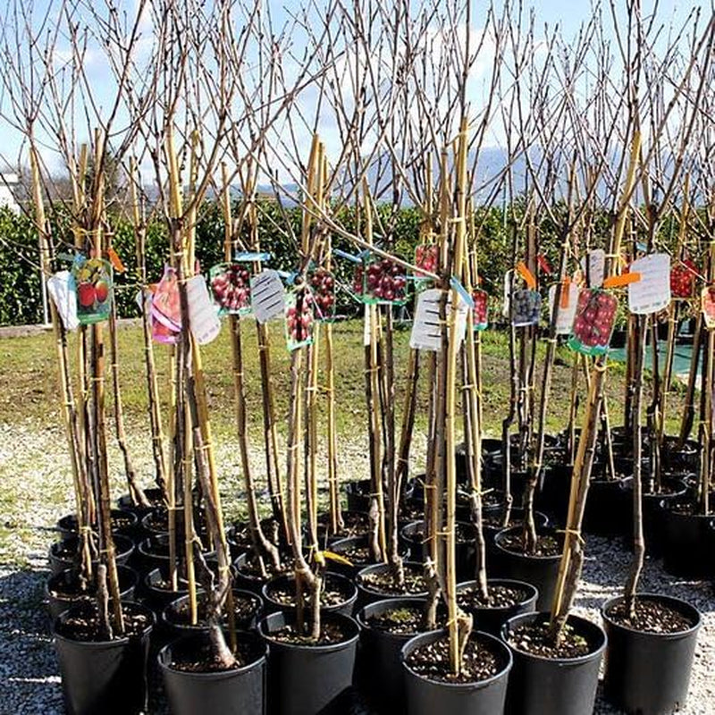 Pfirsiche Mit Gelbem Fruchtfleisch Leichter Pfirsich - Obstpflanze Blasenbeständig Auf Blumentopf 20 - Baum Max 170 Cm - 2 Jahre Anbau Italien