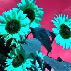 Lebende Pflanzen,Mehrjährige Blumenzwiebel ist winterhart, Winterhart pflanzen, Mysteriöse magische Glühbirne, Blumenzwiebel Mix-4 Oxalis Triangularis Blumenzwiebeln