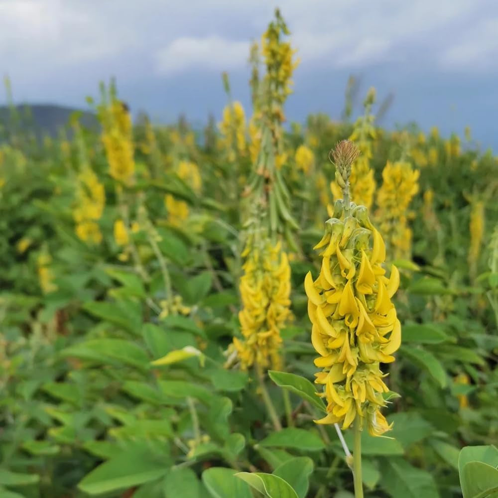 Crotalaria Cunninghamii, Kräutergarten Geschenk Crotalaria Pallida, Hochbeet Sträucher Winterhart Kräutersamen Heilkräuter Bio Schnellwachsende 50Samen