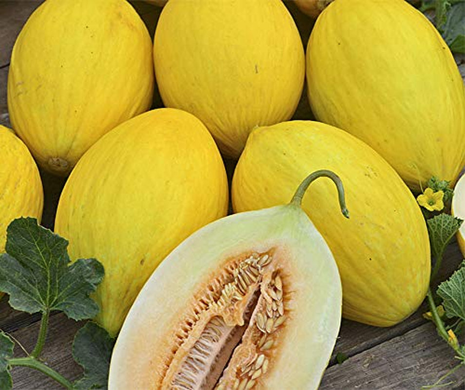 Melonensamen Gelbe Kanarische Honigmelone Portion