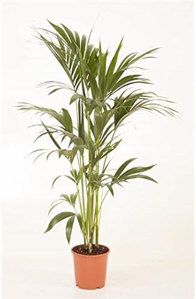 Blumen-Senf Kentia Palme 110-120 Cm Howea Forsteriana