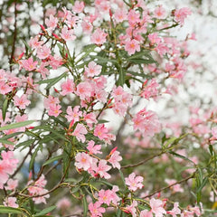 Oleander Gartenpflanzen Winterhart Mehrjährig Immergrüne Züchten, Hecken Winterharte Garten 15Samen