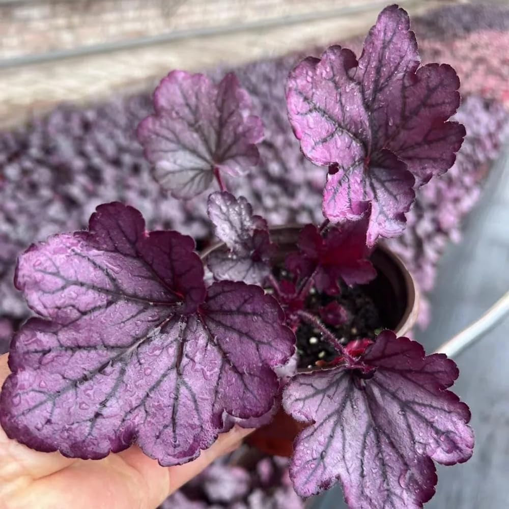 Heuchera - Purpurglöckchen Hochbeet Sträucher Winterhart Blühend Balkon Kräutergarten Küche Indoor Exotische Balkon Blumensamen Gastgeschenk Kräuterpflanzen 100Samen