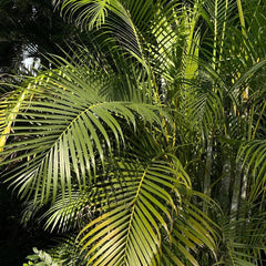 Goldfruchtpalme, Balkonpflanzen Winterhart Dypsis Lutescens, Grünpflanzen Pflegeleichte Zimmerpflanzen Luftreinigende Zimmerpflanzen 15Samen