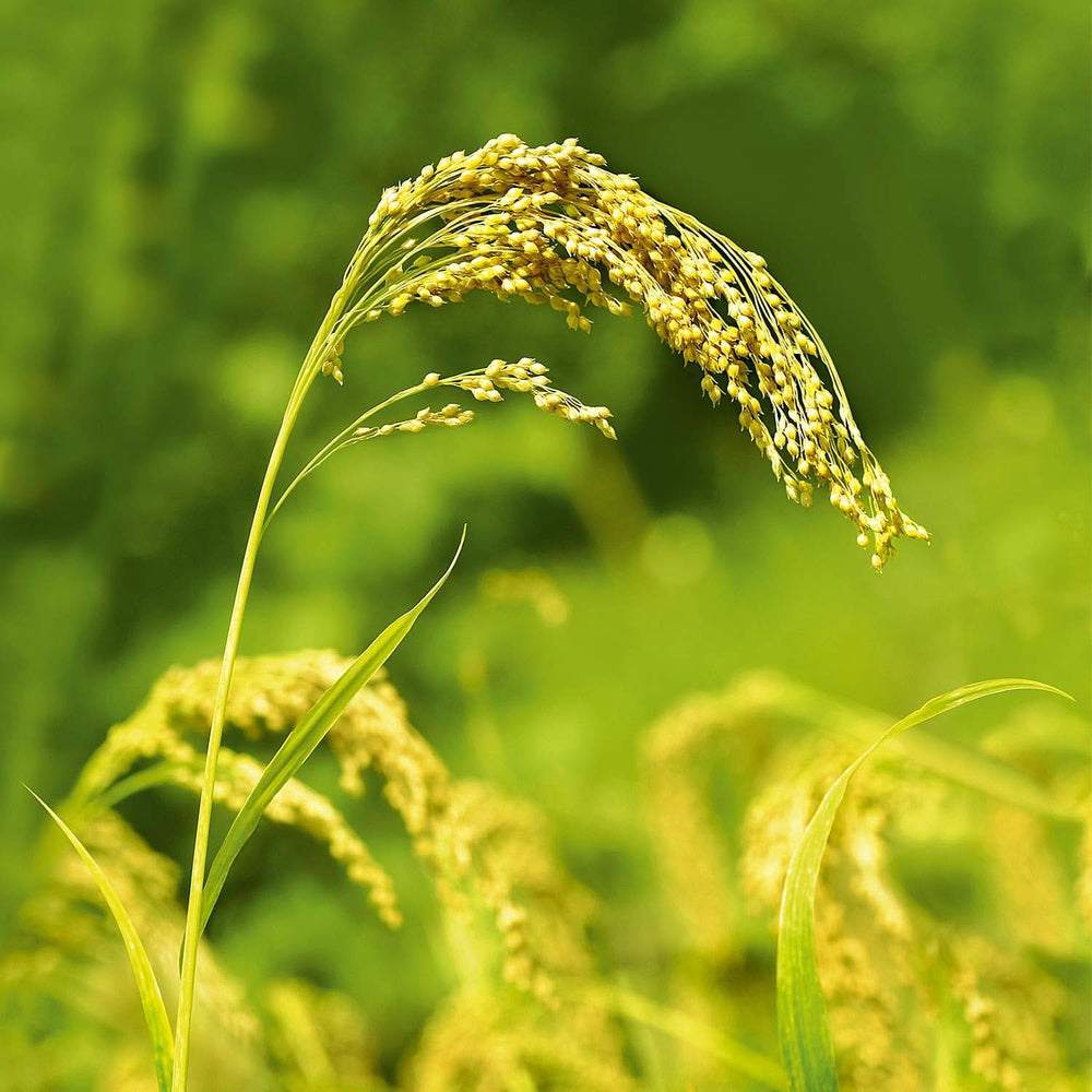 WELEDA Shampoing Soin au Millet Bio, nettoyant délicat, 190 ml Douche et bain Naty Shop