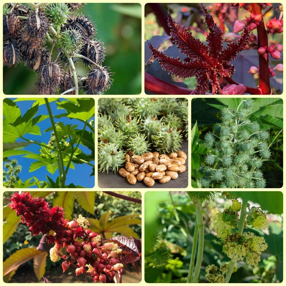 Rizinus, Balkon Zimmerbonsai Rizinussamen, Pflanzensamen Wildkräuter Dekopflanzen Steingartenpflanzen Winterhart 120Samen
