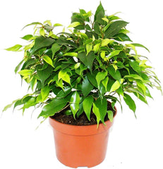 Exotenherz Zimmerpflanzen-Mix II 3Er Set, 1X Dieffenbachia, 1X Chamaedorea (Bergpalme) 1X Dracena Marginata (Drachenbaum), 10-12Cm Topf