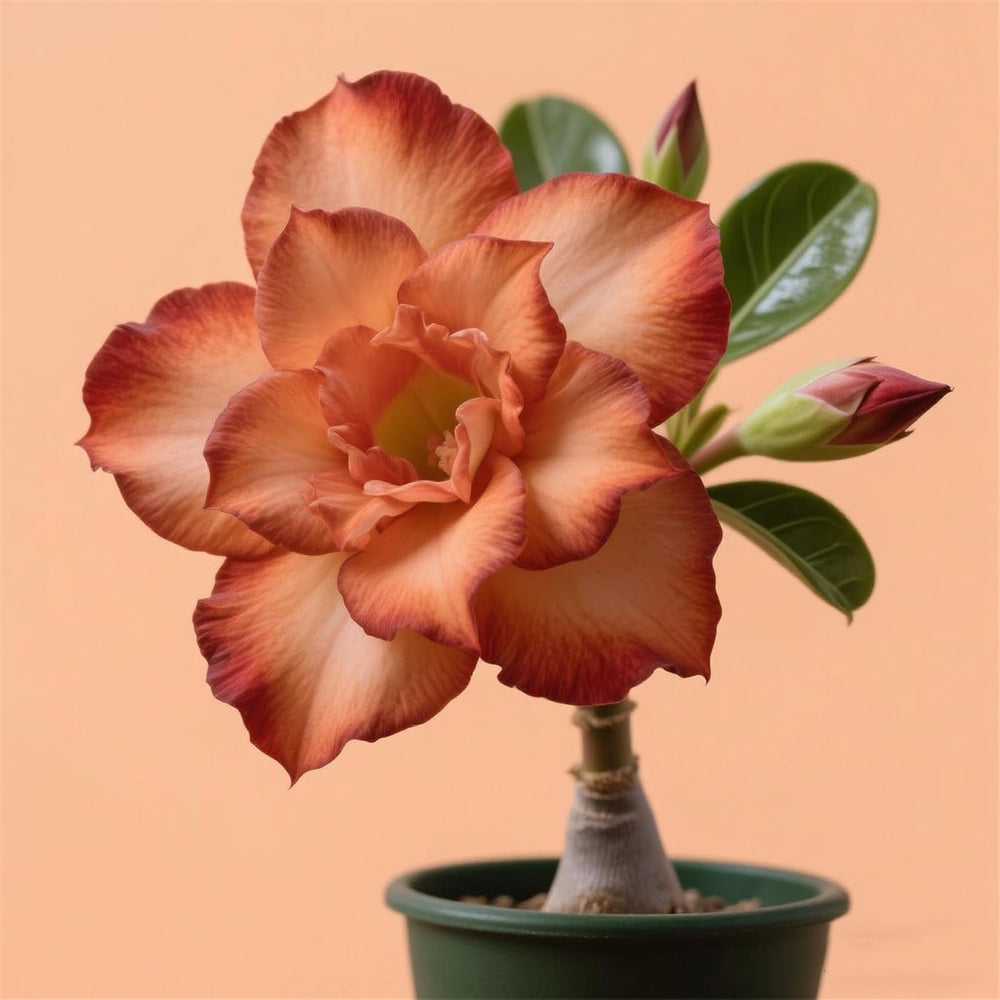 Lebende Pflanzen,Winterhart pflanzen, Mehrjährige Blumenzwiebel ist winterhart, Mysteriöse magische Glühbirne, Blumenzwiebel Mix,3 ans-1 Wüstenrose knollen -I