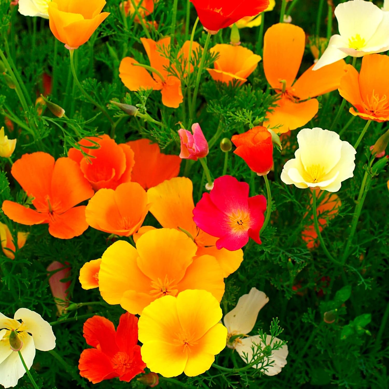 Mélange de graines de pavot de Californie (Eschscholzia californica) - De magnifiques coquelicots à fleurs avec une longue période de floraison pour une prairie fleurie colorée (pavot de Californie)