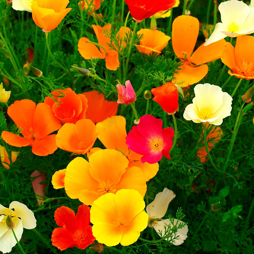 Mélange de graines de pavot de Californie (Eschscholzia californica) - De magnifiques coquelicots à fleurs avec une longue période de floraison pour une prairie fleurie colorée (pavot de Californie)