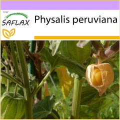SAFLAX - Kapstachelbeere/Andenbeere - 100 Samen - Physalis Peruviana