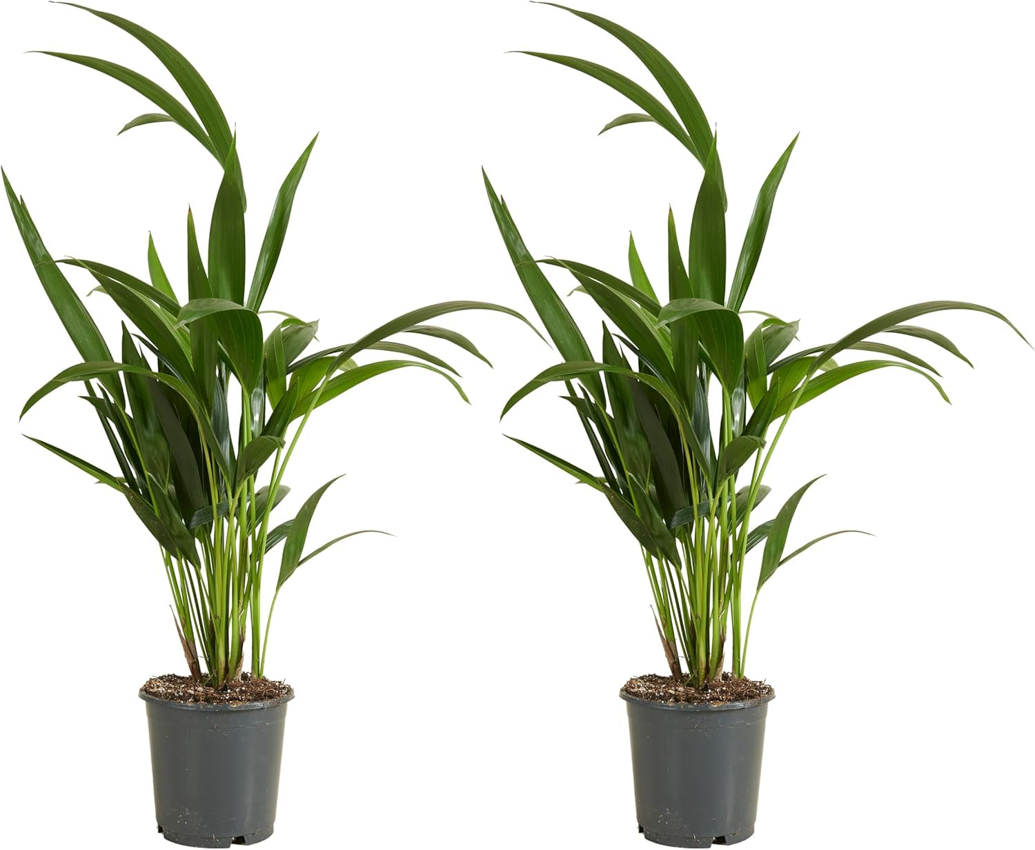Bloomique - Howea Forsteriana - Kentia Palme - Zimmerpflanzen - Pflegeleicht - Haustierfreundlich - Höhe 90-100 Cm - Mit Rotan Korb 19 Cm