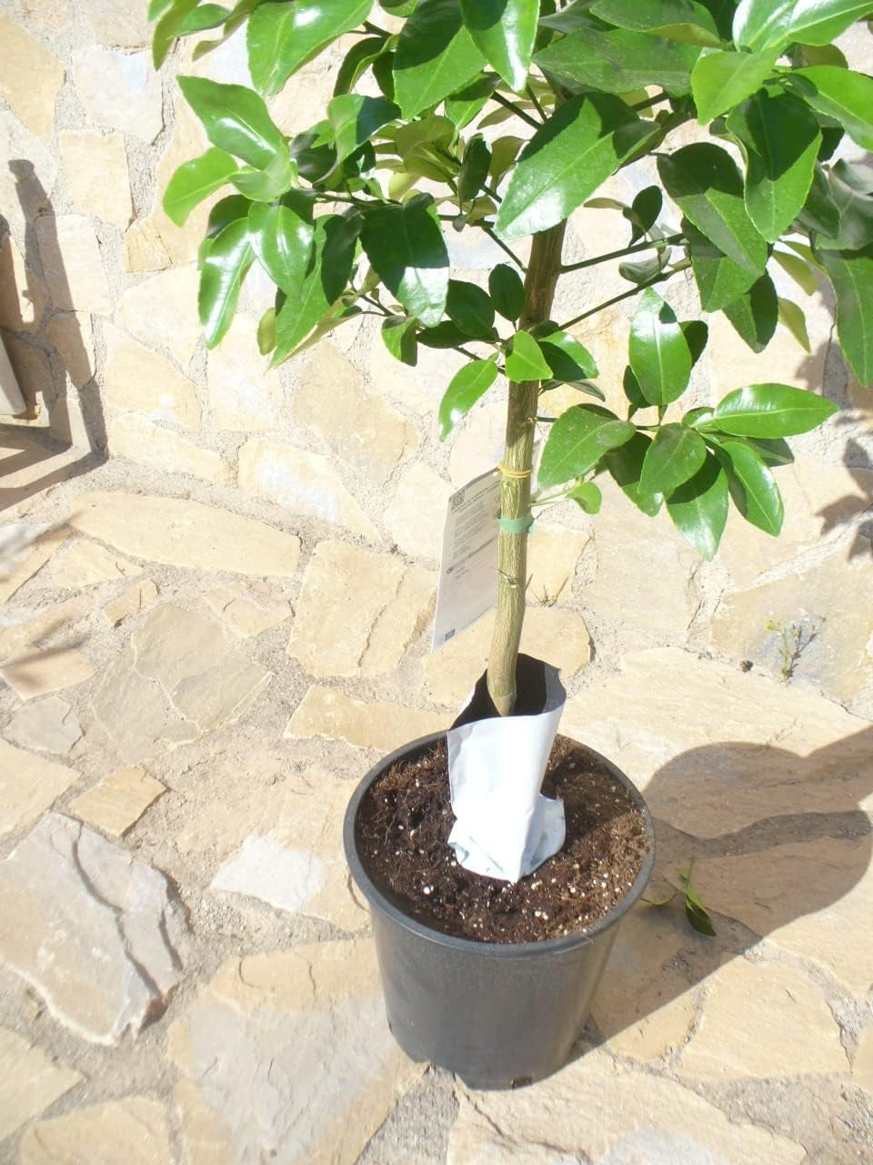 Grapefruit (Citrus - Paradisi) Ein Junger Baum Mit Dickem Stamm