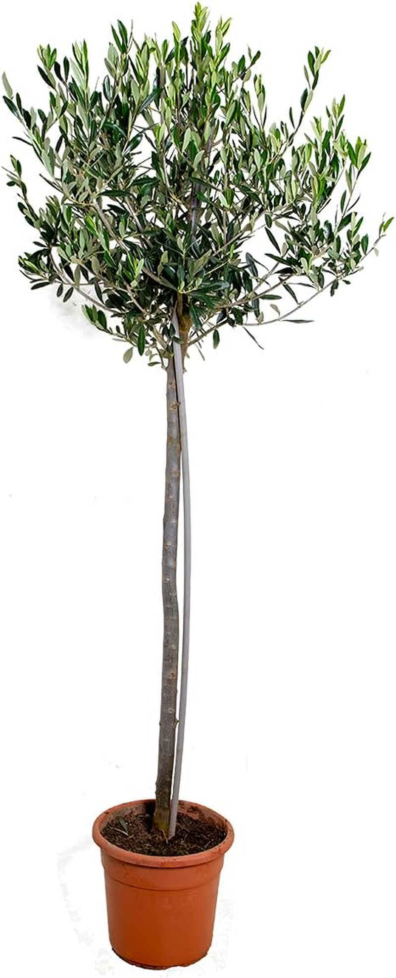 Bloomique - Olea Europaea - Olivenbaum Echt - Gartenpflanzen Winterhart - Höhe 80-90 Cm - Topf 19 Cm