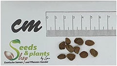 Stk - 10X Borojoa Patinoi Borojo-Baum Strauch Garten Pflanzen - Samen ID327 -