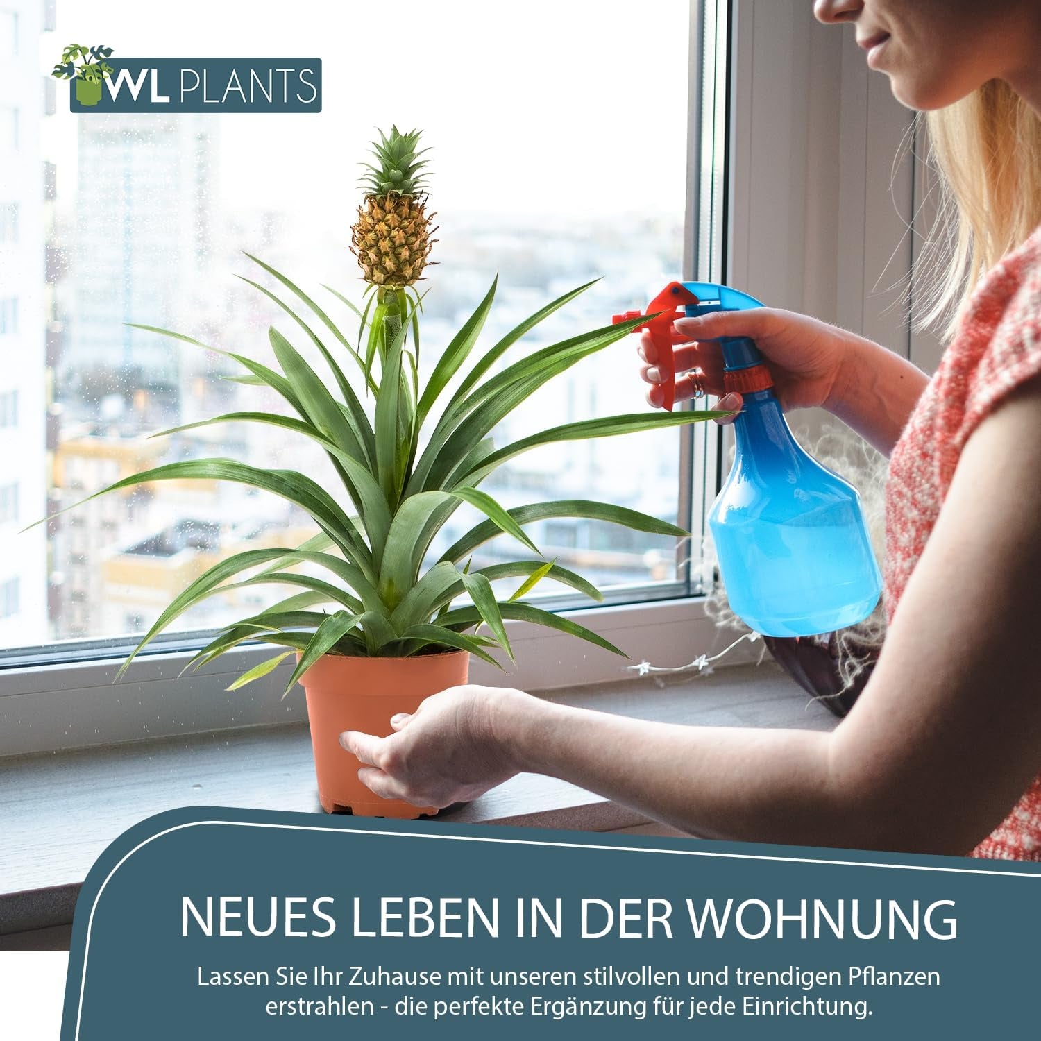 Zimmerpflanzen Set 2Er - 2X Ananas Comosus - Bromelia - Pflanzen Höhe +/- 45Cm Inkl. Topf Ø 12Cm - Aus Professioneller Zucht - Grünpflanzen Zimmerpflanzen - Topfpflanzen Echt