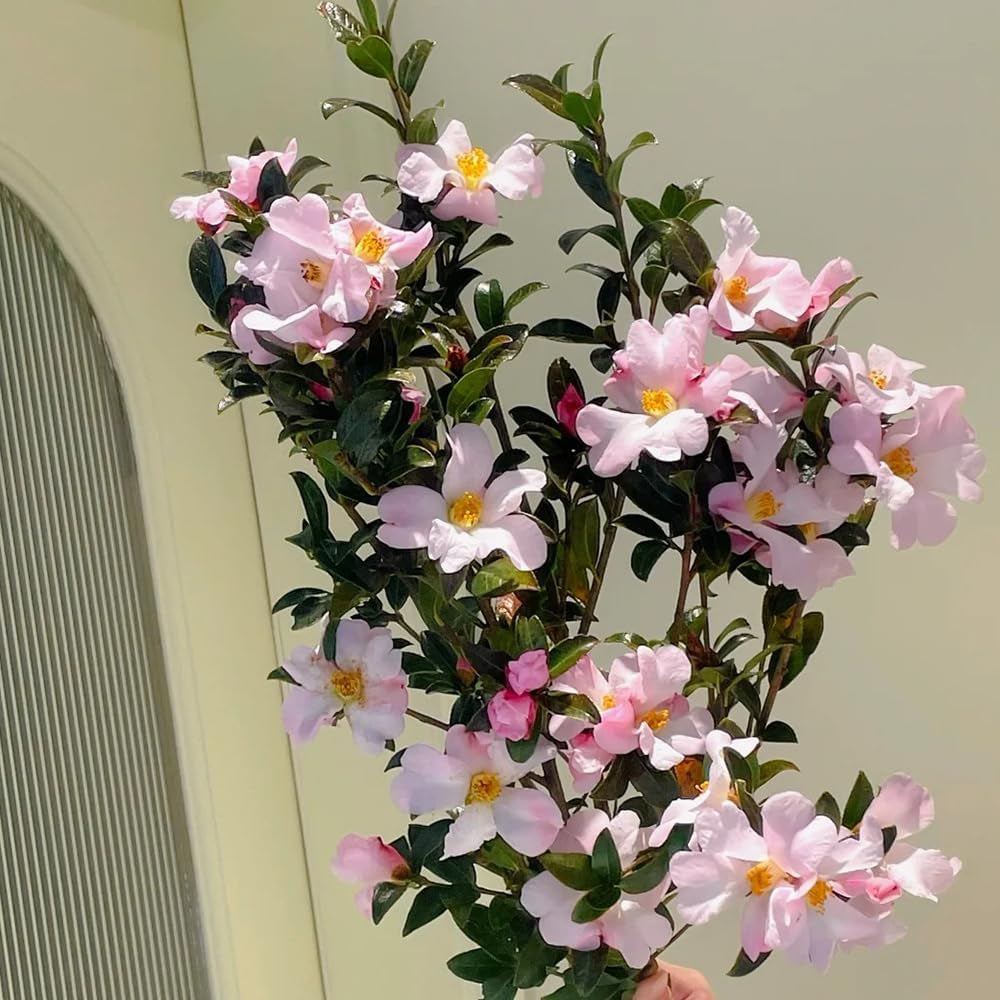 Kamelie Kamelien Kameliensamen Gartenpflanzen Winterhart Mehrjährig, Exotische Winterhart Frühlingsblumen 35Pcs