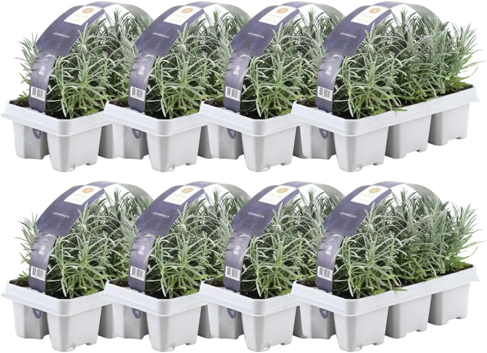 Plants by Frank | 24 Blauer Duft-Lavendel Pflanzen | Lavendel Angustifolia | Echter Lavendel Pflanze Winterhart Mehrjährig | Lavendelstrauch | Gartenpflanzen | 24 X Ø7 Cm - 15 Cm