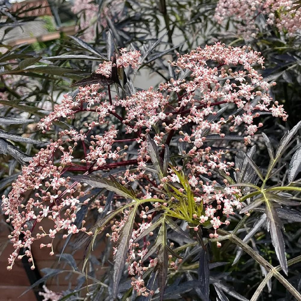 Holunder, Garten Praktische Geschenke Geschenke Für Gartenfreunde Kräutergarten Geschenk Bonsaibaum Winterhart 150Samen