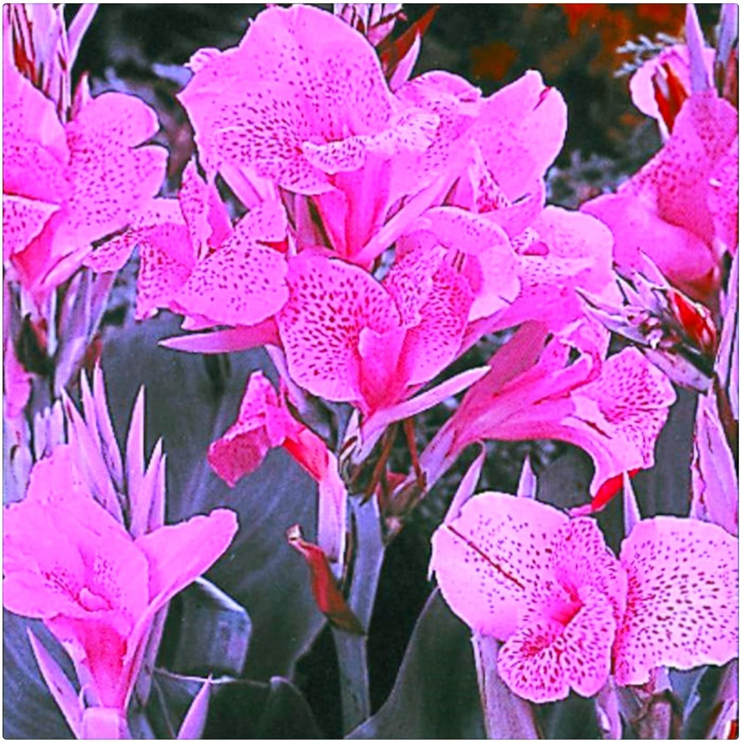 Lebende Pflanzen,Mehrjährige Blumenzwiebel ist winterhart, Winterhart pflanzen, Mysteriöse magische Glühbirne, Blumenzwiebel Mix-4 Oxalis Triangularis Blumenzwiebeln