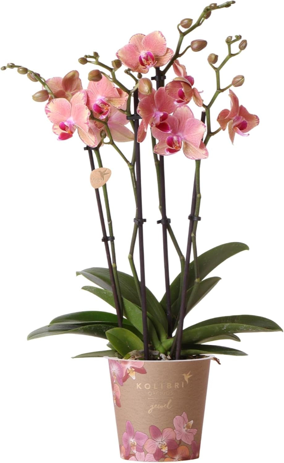 Kolibri Orchids | Orange Rosa Phalaenopsis Orchidee - Jewel Pirate Picotee - Topfgröße Ø12Cm Blühende Zimmerpflanze - Frisch Vom Züchter