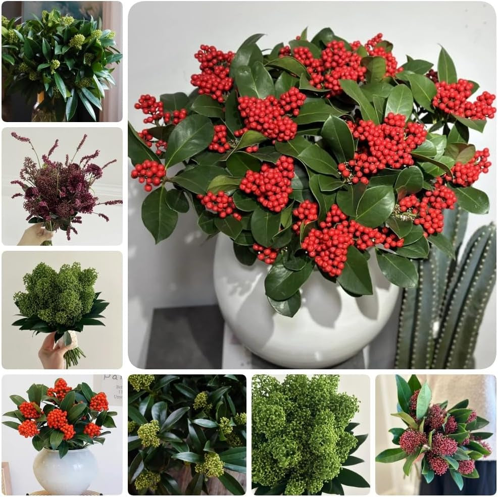 Skimmia, Wohnzimmer Deko Skimmia Japonica Rubella, Alte Sorten Pflanzensamen Exotische Sträucher Garten 50Samen