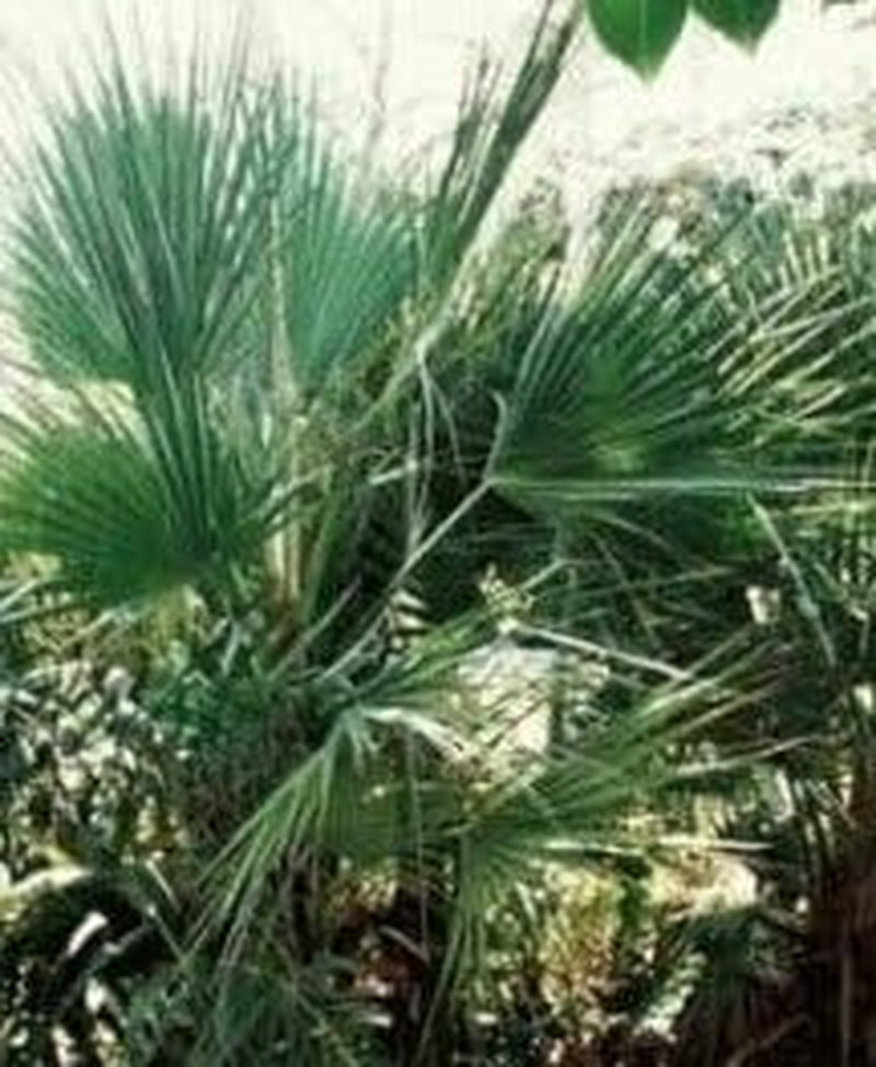 Nannorrhops Ritchiana - Mazari Palme - 50 Samen -